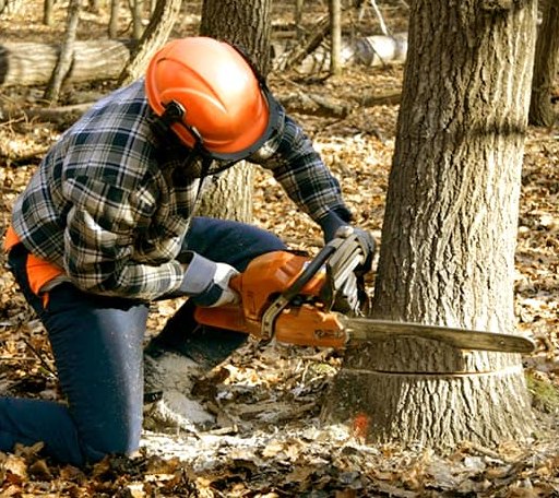 Tree Removal in Jackson, LA